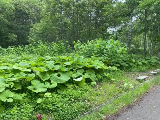 Royal Town Onsen # 4