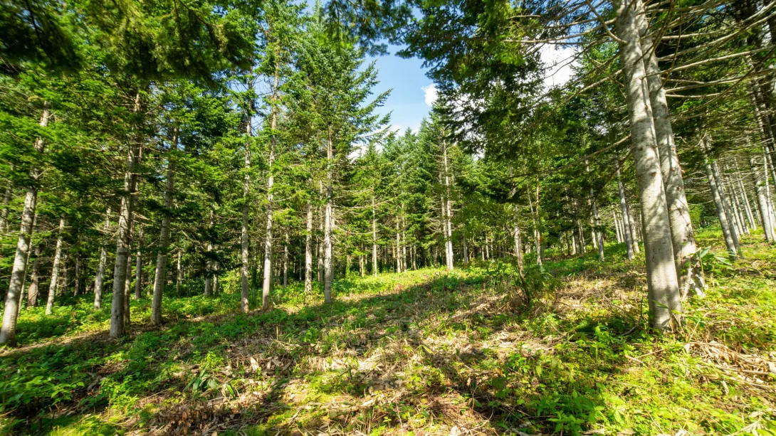 Annupuri Residences Lot #3(3)