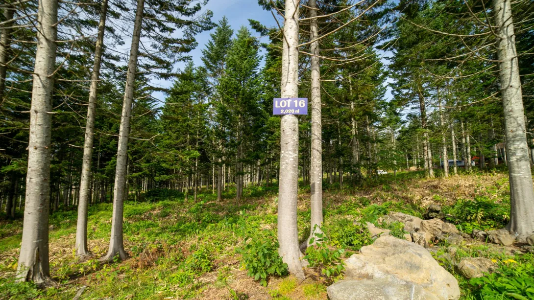 Lot16Pines